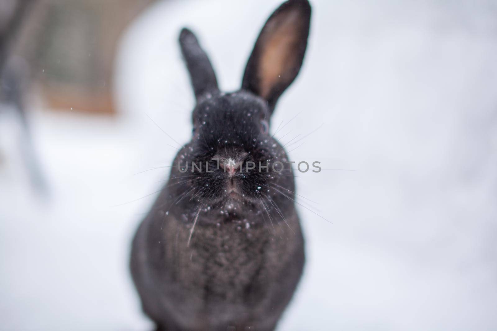 Beautiful, fluffy black rabbit in winter in the park. The rabbit sits waiting for food.