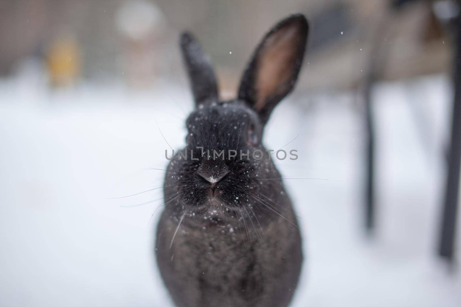 Beautiful, fluffy black rabbit in winter in the park. The rabbit sits waiting for food.