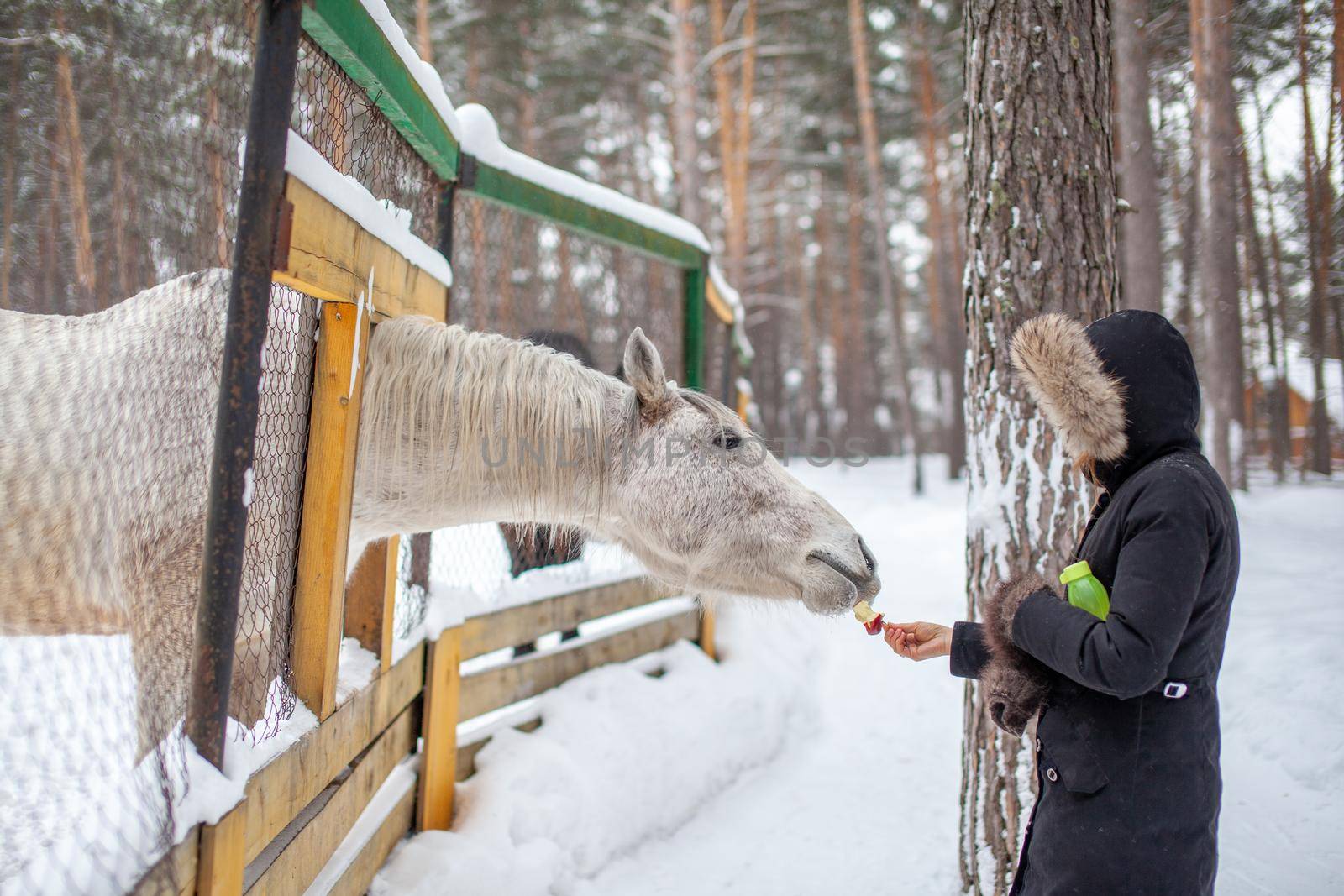 A woman feeds a horse in the zoo in winter.  by AnatoliiFoto