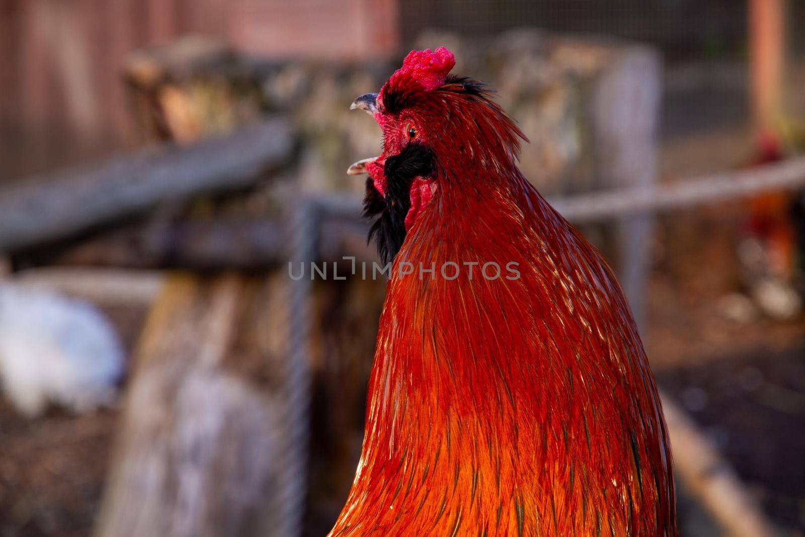 Portrait of an orange rooster with its beak open