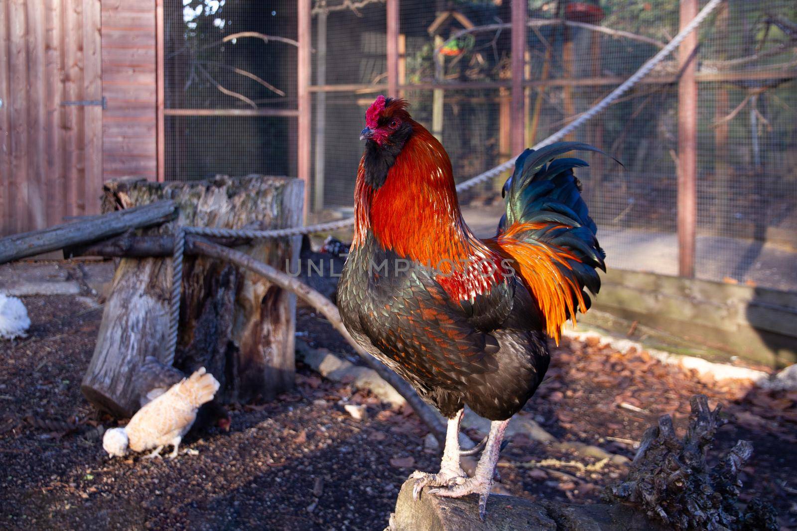 Full-length of an orange rooster standing on rock inside of a pen
