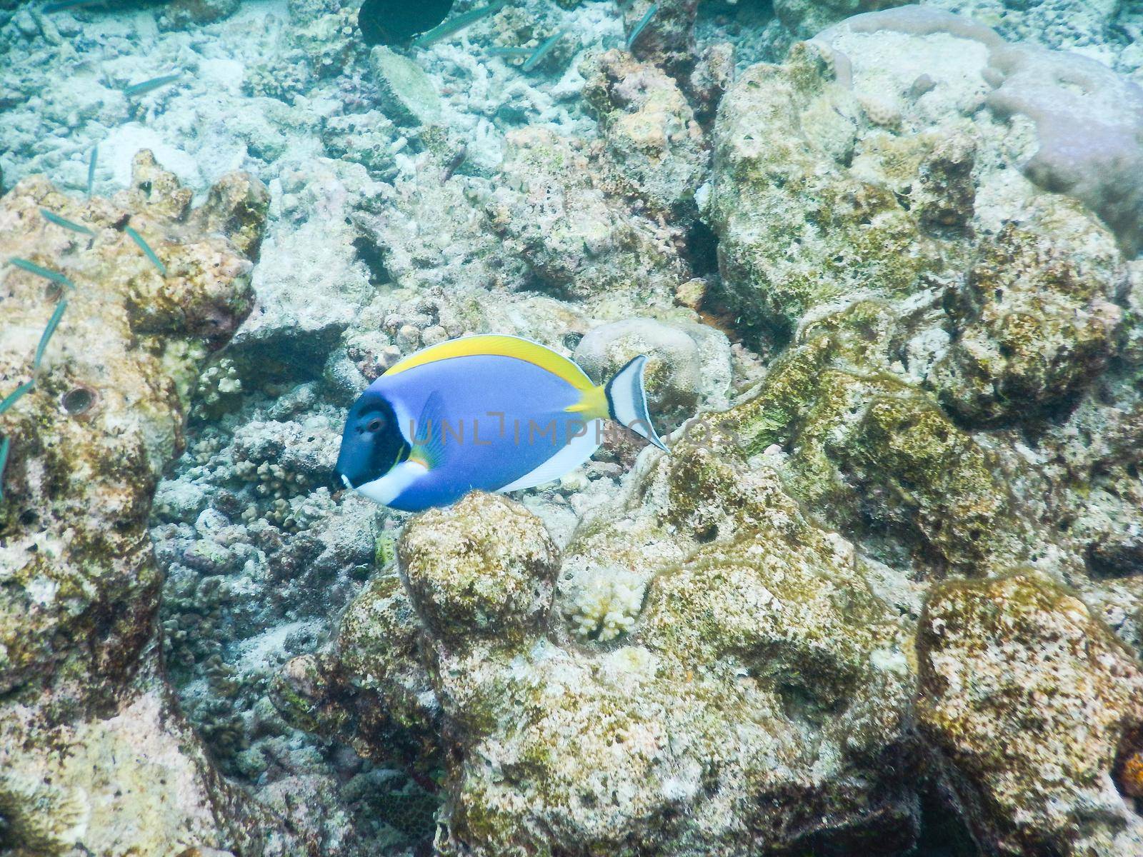 Maldives, plankton and tropical fishes near the re-growing coral reef