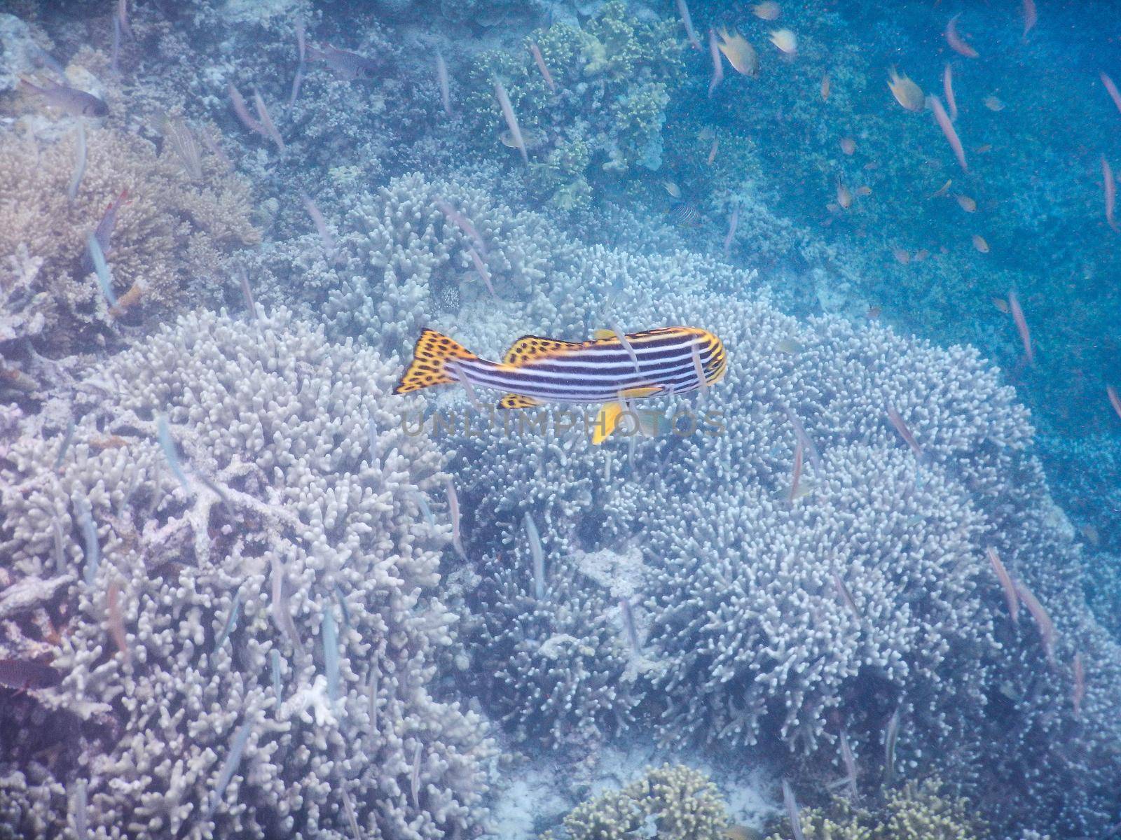 Maldives, plankton and tropical fishes near the re-growing coral reef