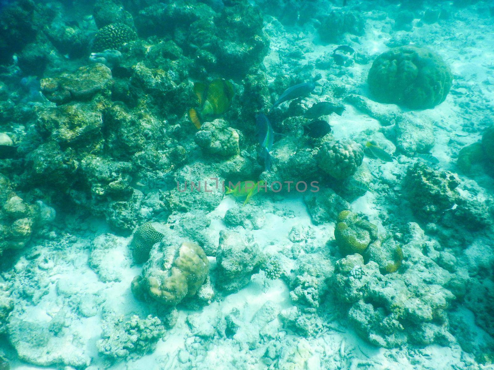 Maldives, plankton and tropical fishes near the re-growing coral reef