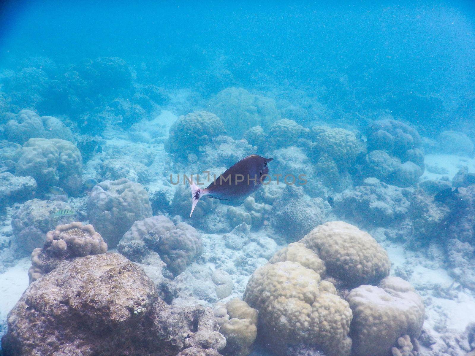 Maldives, plankton and tropical fishes near the re-growing coral reef