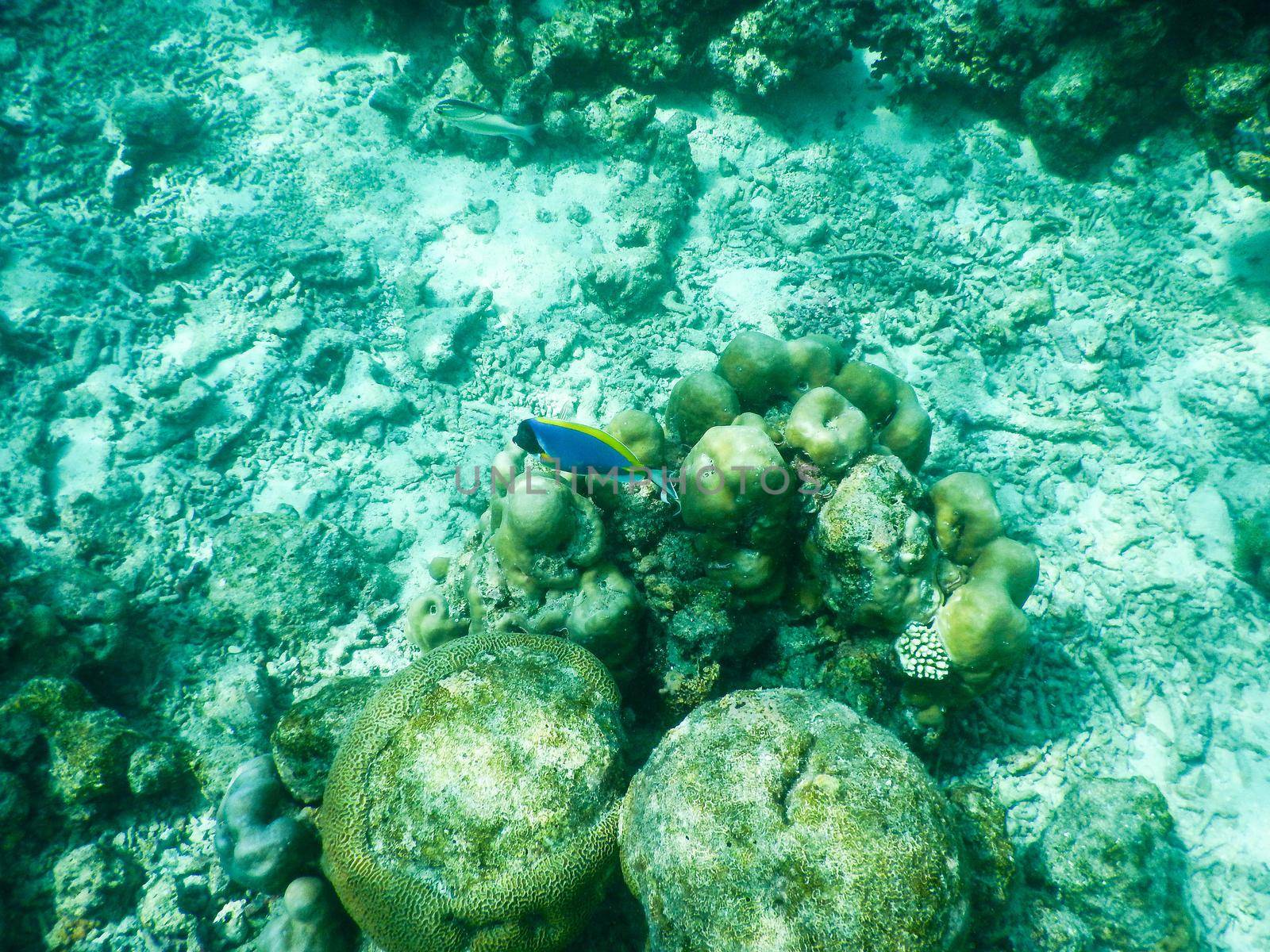 Maldives, plankton and tropical fishes near the re-growing coral reef