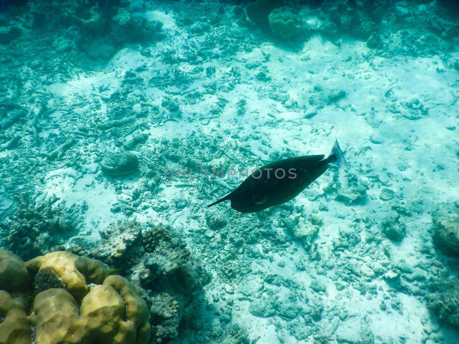 plankton and tropical fishes by iacobino