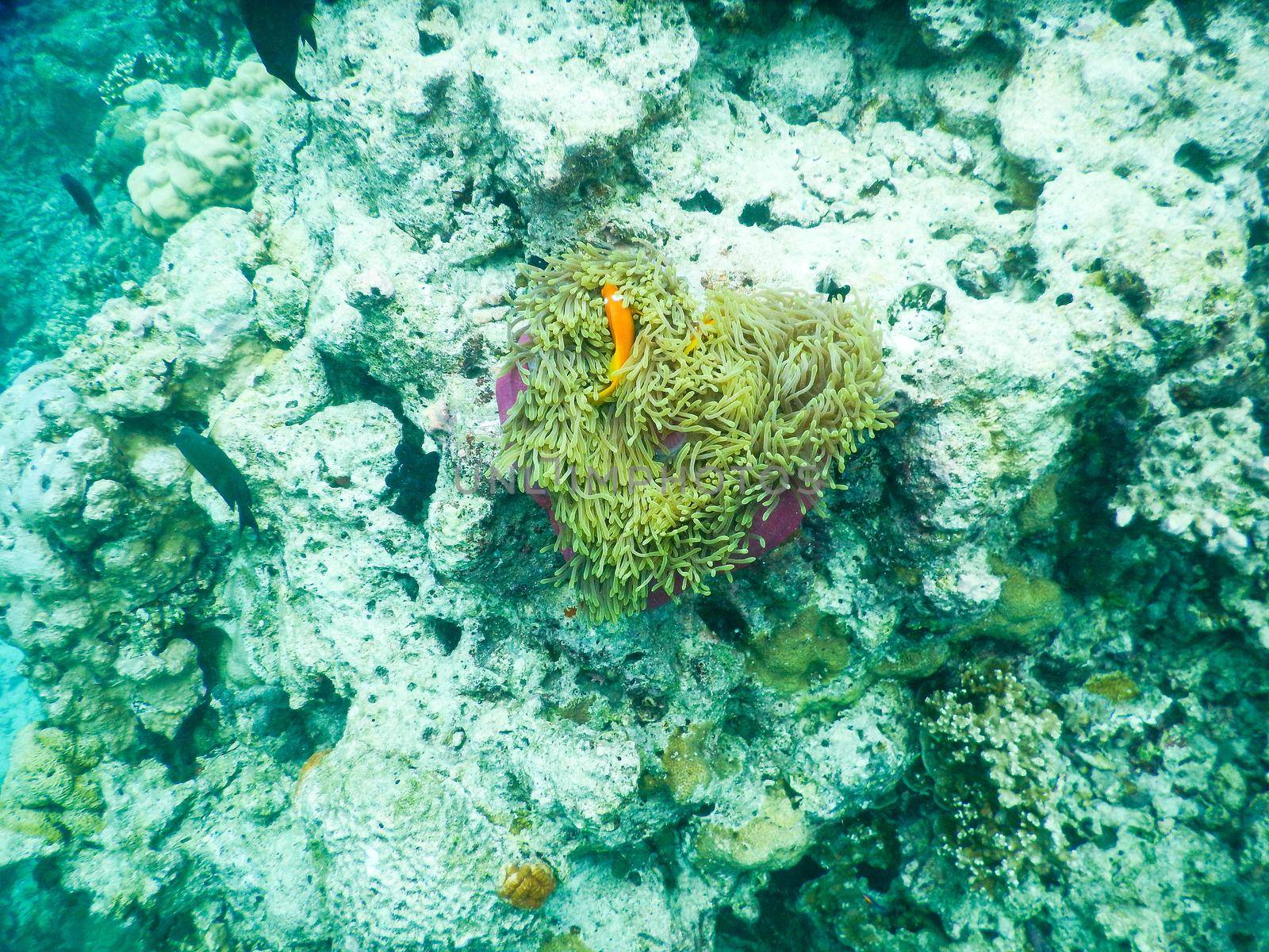 clownfish and anemone by iacobino