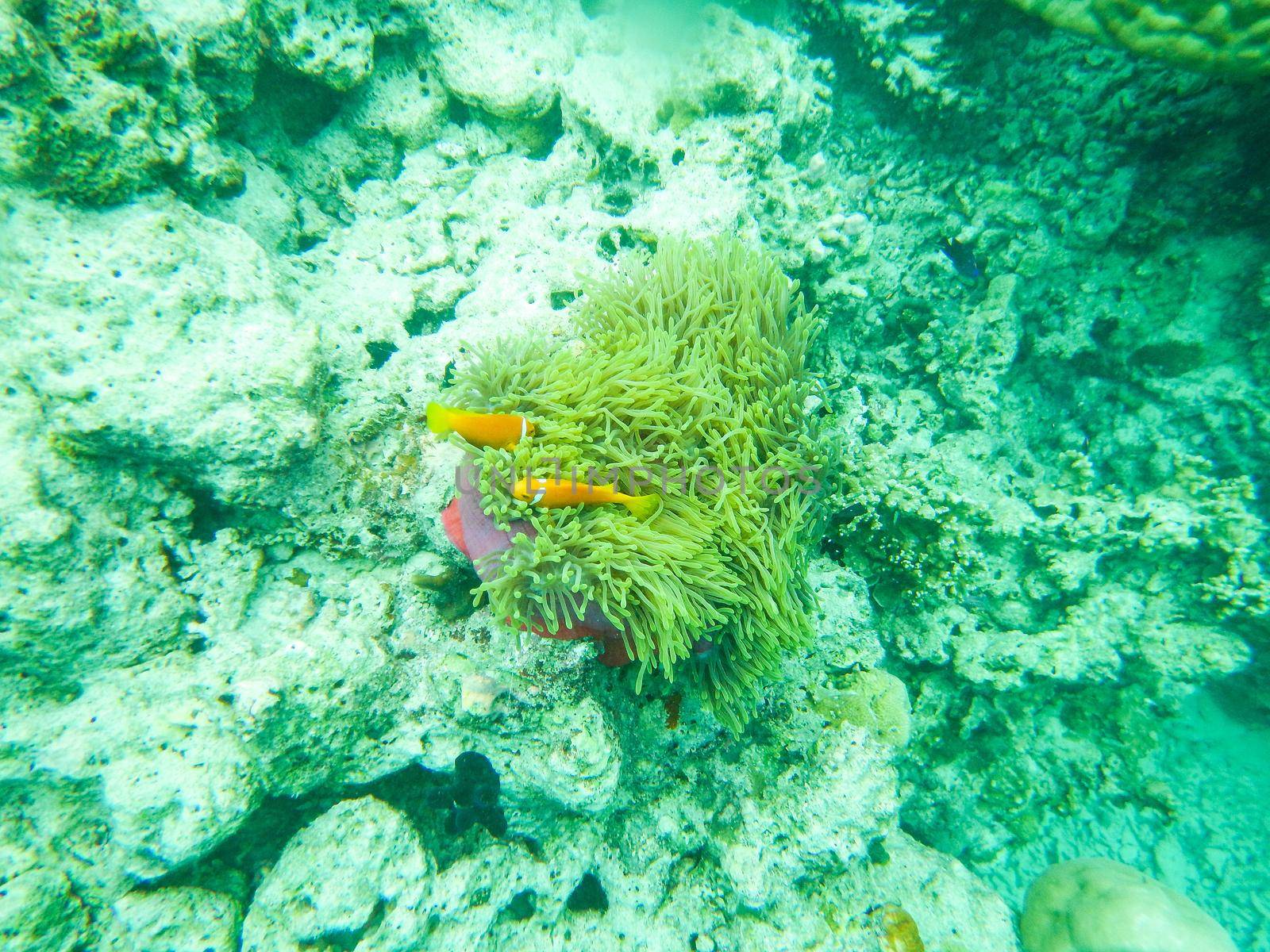 the clown fish lives in an anemone to which it guarantees cleanliness and receives protection