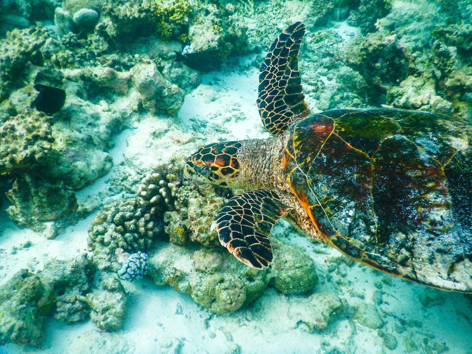 sea turtle on the Maldivian coral reef that swims among placid and peaceful plankton looking for food