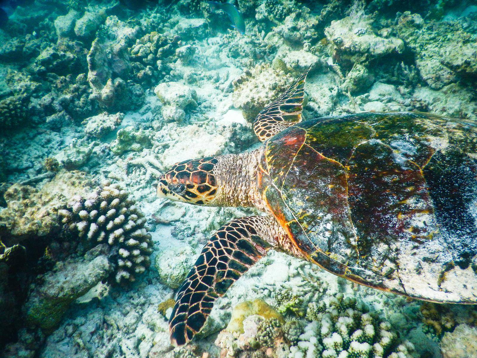 sea turtle on the Maldivian coral reef that swims among placid and peaceful plankton looking for food