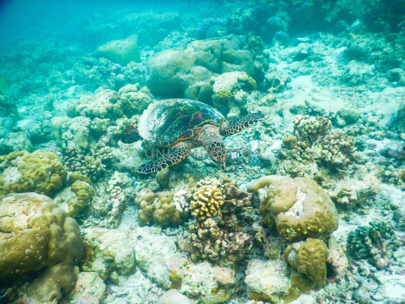 sea turtle on the Maldivian coral reef that swims among placid and peaceful plankton looking for food