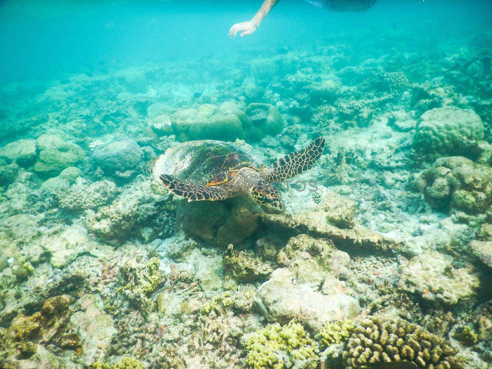 sea turtle on the Maldivian coral reef that swims among placid and peaceful plankton looking for food