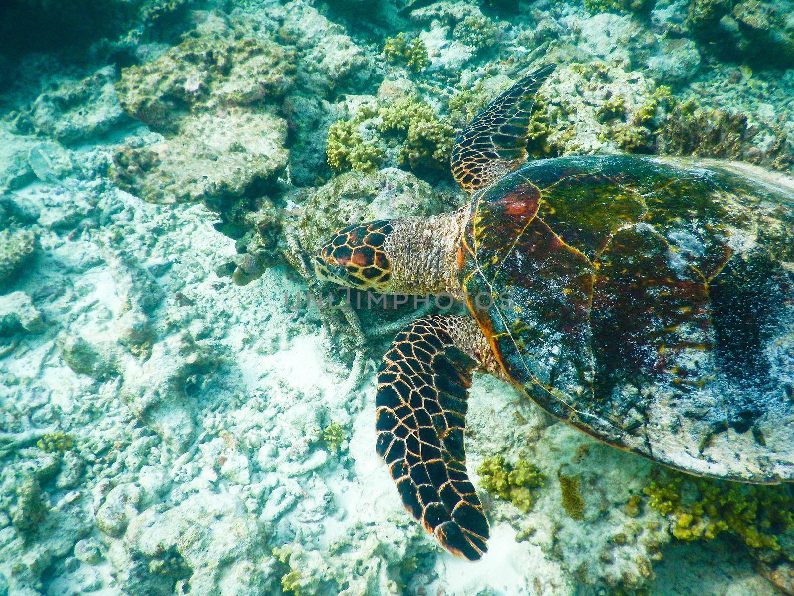 sea turtle on the Maldivian coral reef that swims among placid and peaceful plankton looking for food