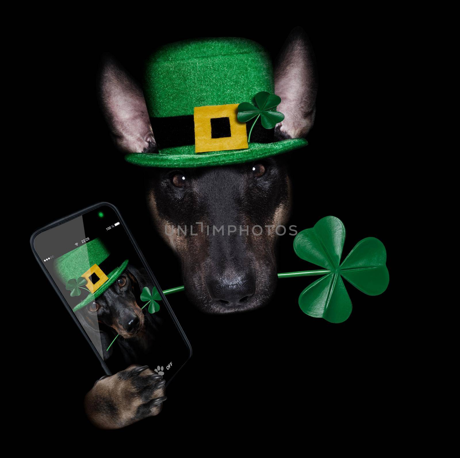 st patricks  day bull terrier dog with lucky clover isolated on black dark dramtic  background, taking selfie