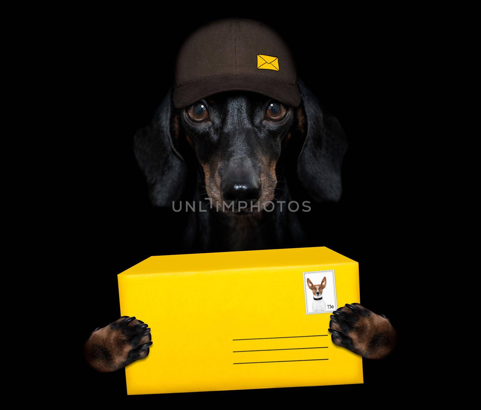 post delivery  dachshund  sausage dog by Brosch