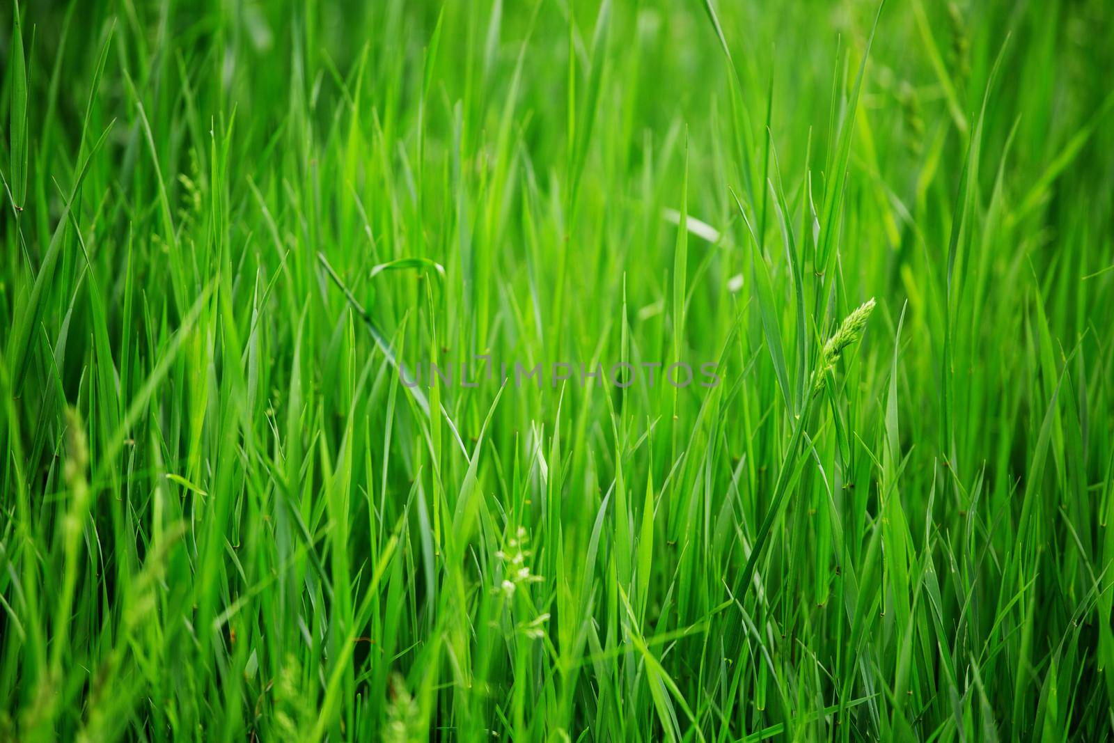 Fresh spring grass background by destillat
