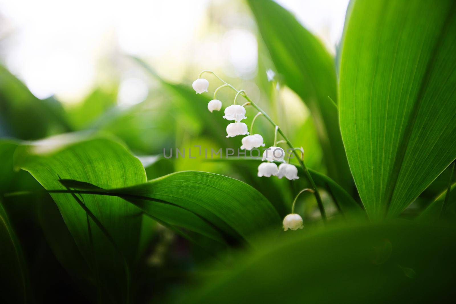 Lily of the valley spring by destillat