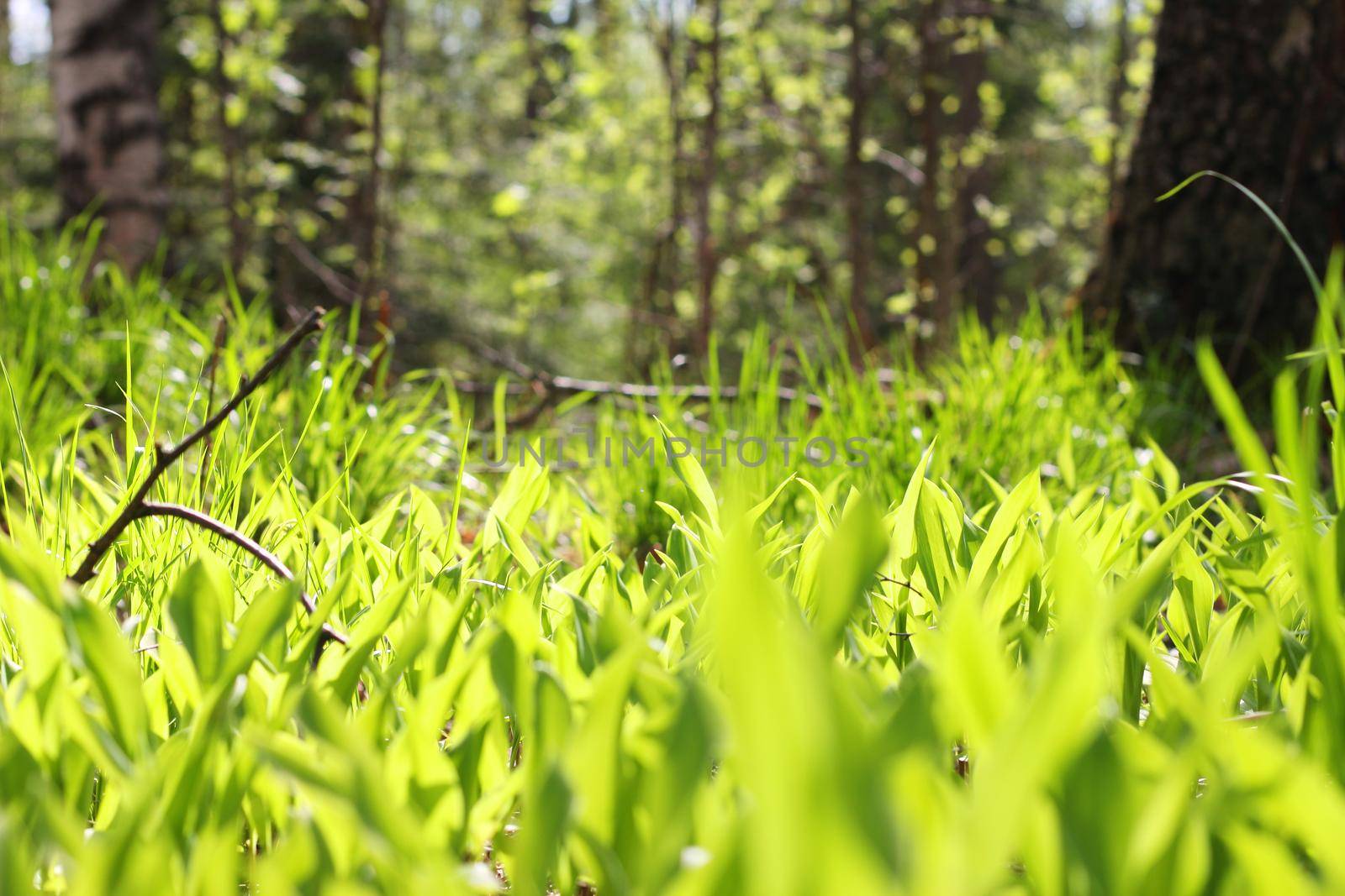 Natural background with fresh green leaves lily of the valley in morning sunlight