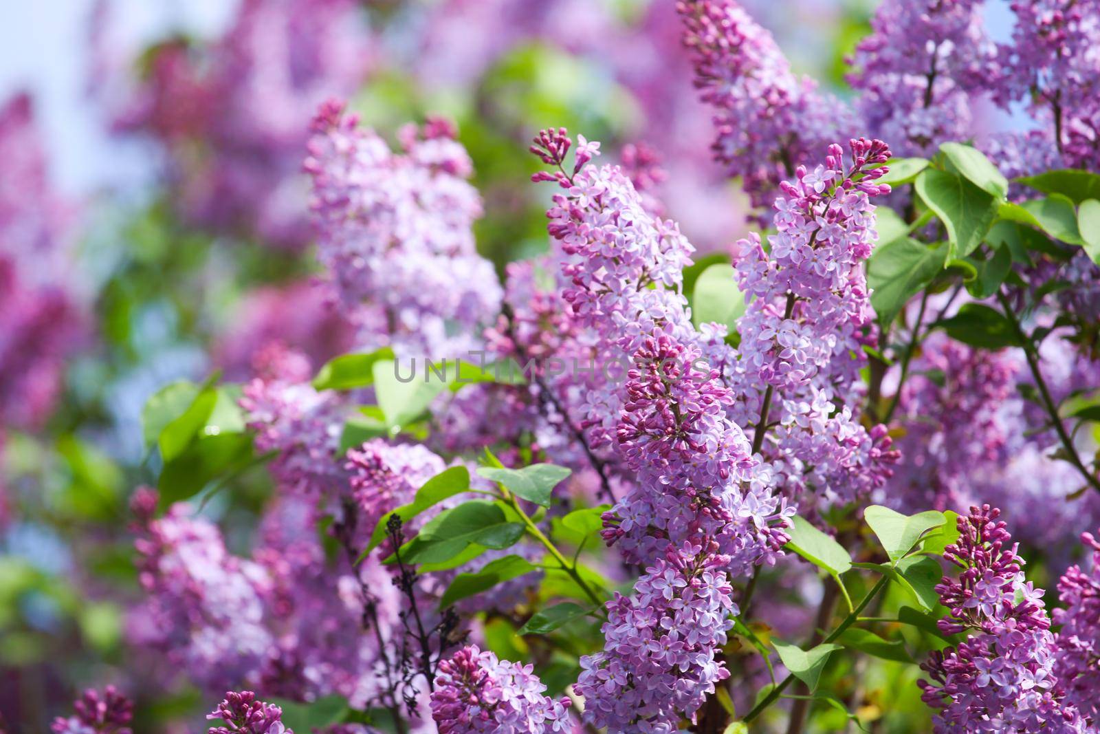 Blooming pink purple flowers close up view spring flower background