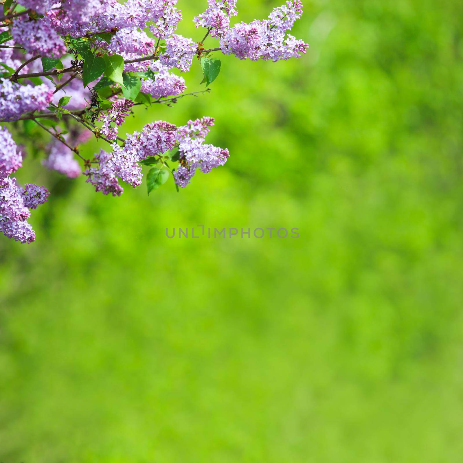Blooming pink purple flowers close up view spring flower background