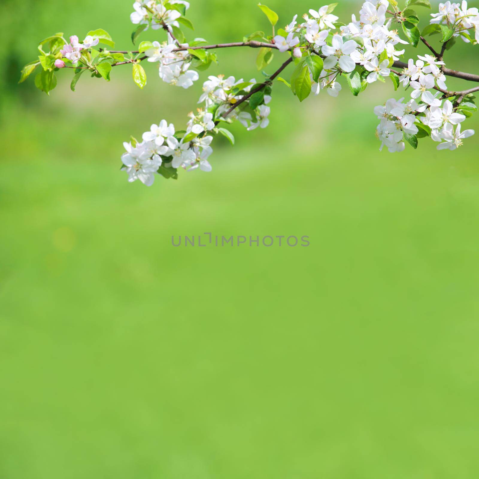 Blooming apple tree branch close up view spring background