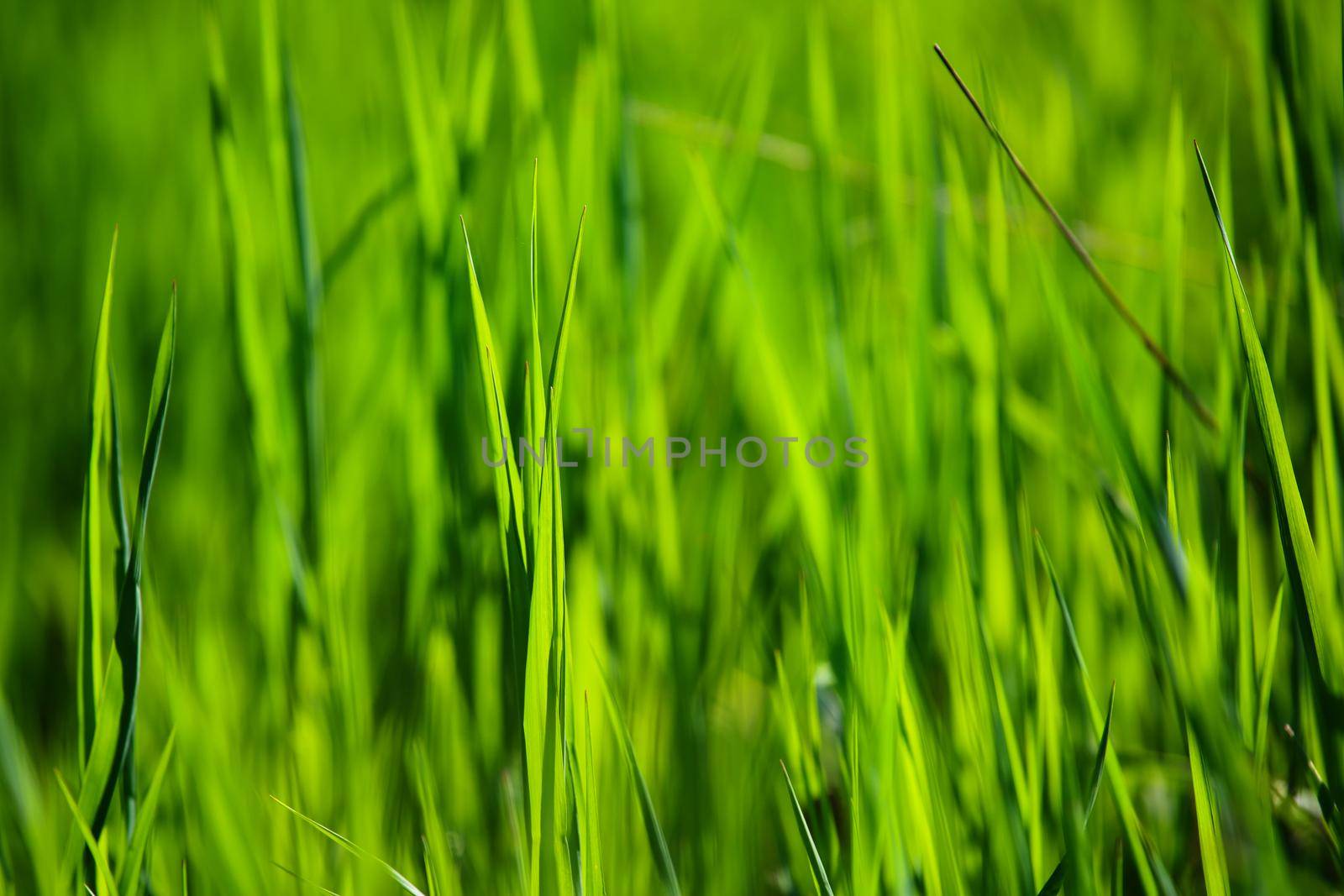 Perfect green natural background of fresh grass in sunlight