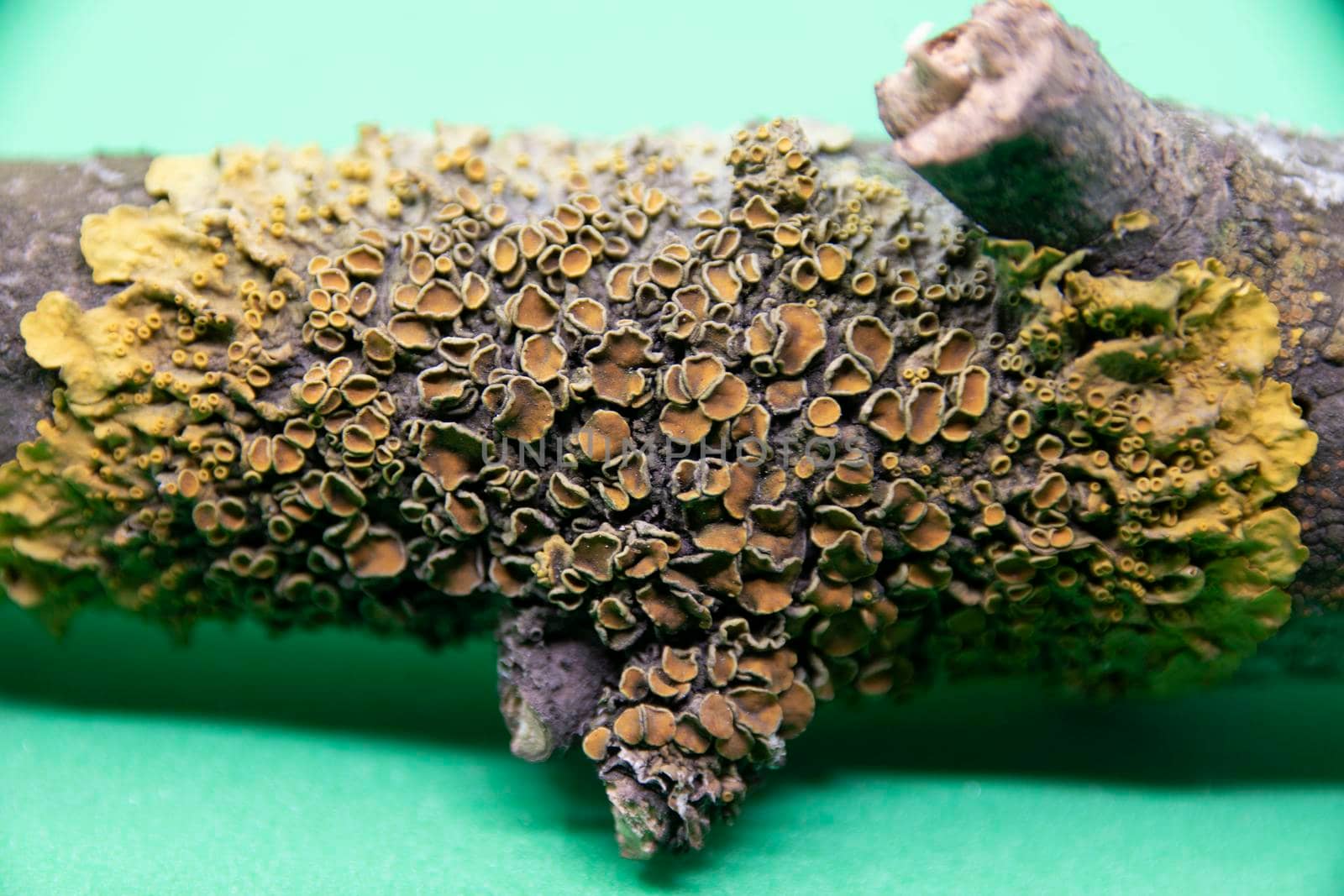 Lichen on a dry branch of a tree close-up on a green background. Green lichen on a branch.