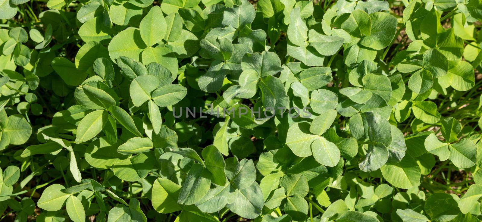 Green background of the four-leaf clover plant. An Irish traditional symbol. St. Patrick's Day.