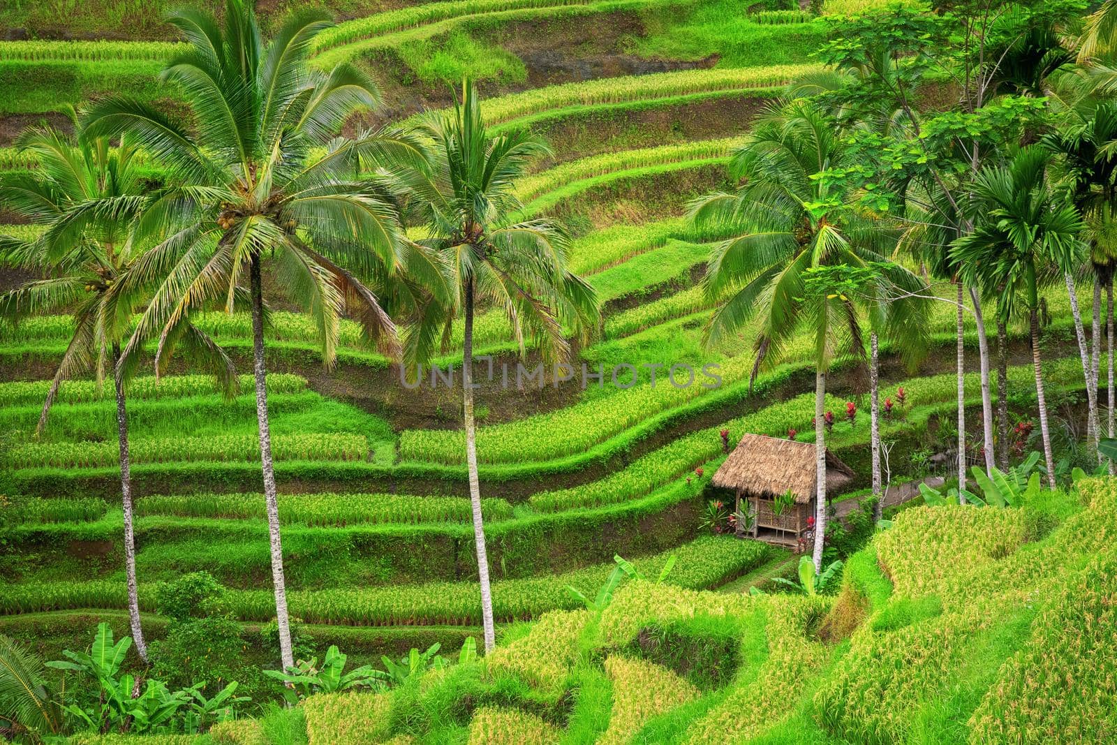 Green rice terraces Tegalalang close to Ubud, Bali, Indonesia