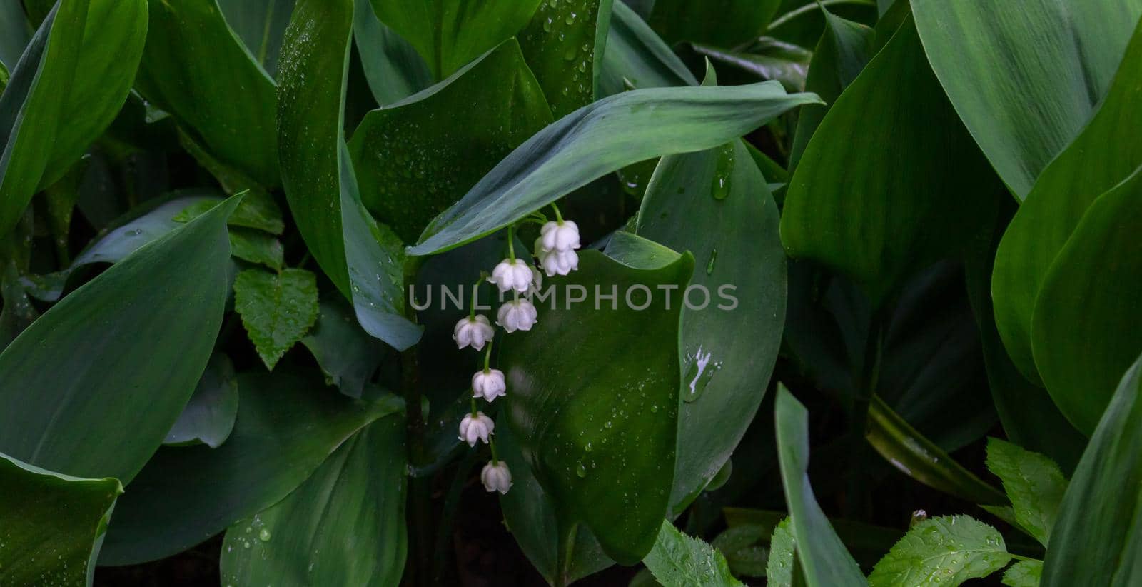 White flowers of the May lily of the valley on a background of green leaves.