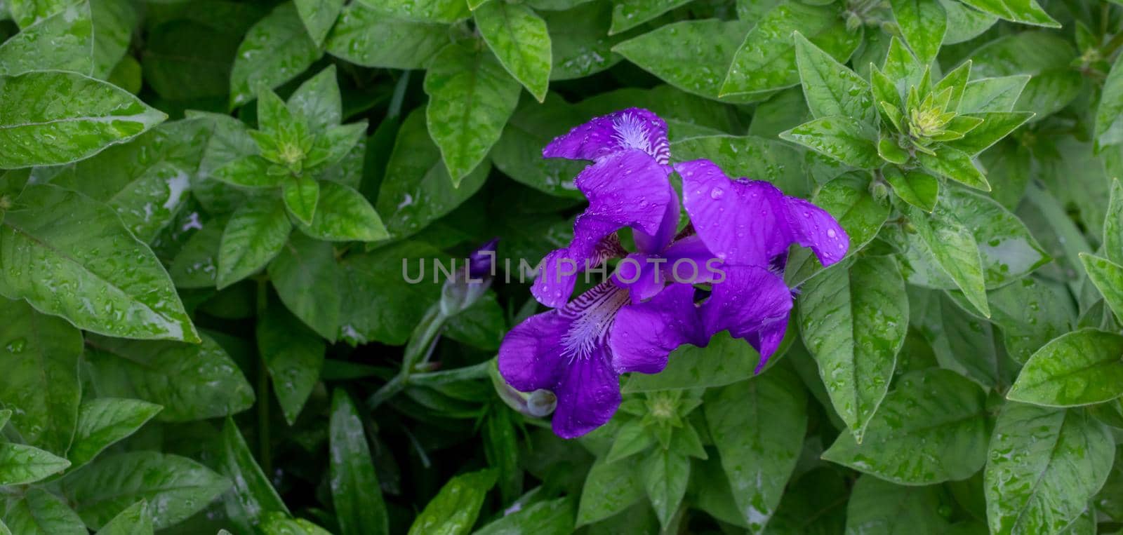 Purple iris on a background of bright green grass and herbs. Gardening, growing perennial plants in a flower bed.