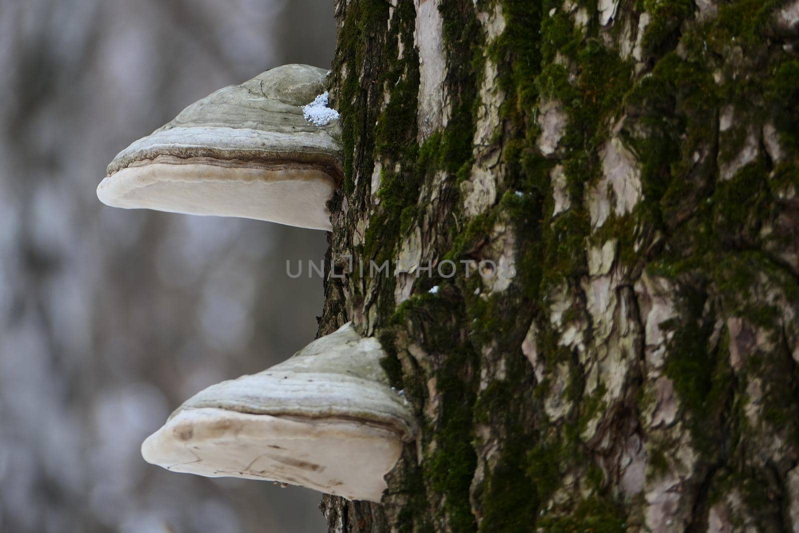 Chaga mushroom on a large tree trunk. The texture of the tree bark. by Olga26