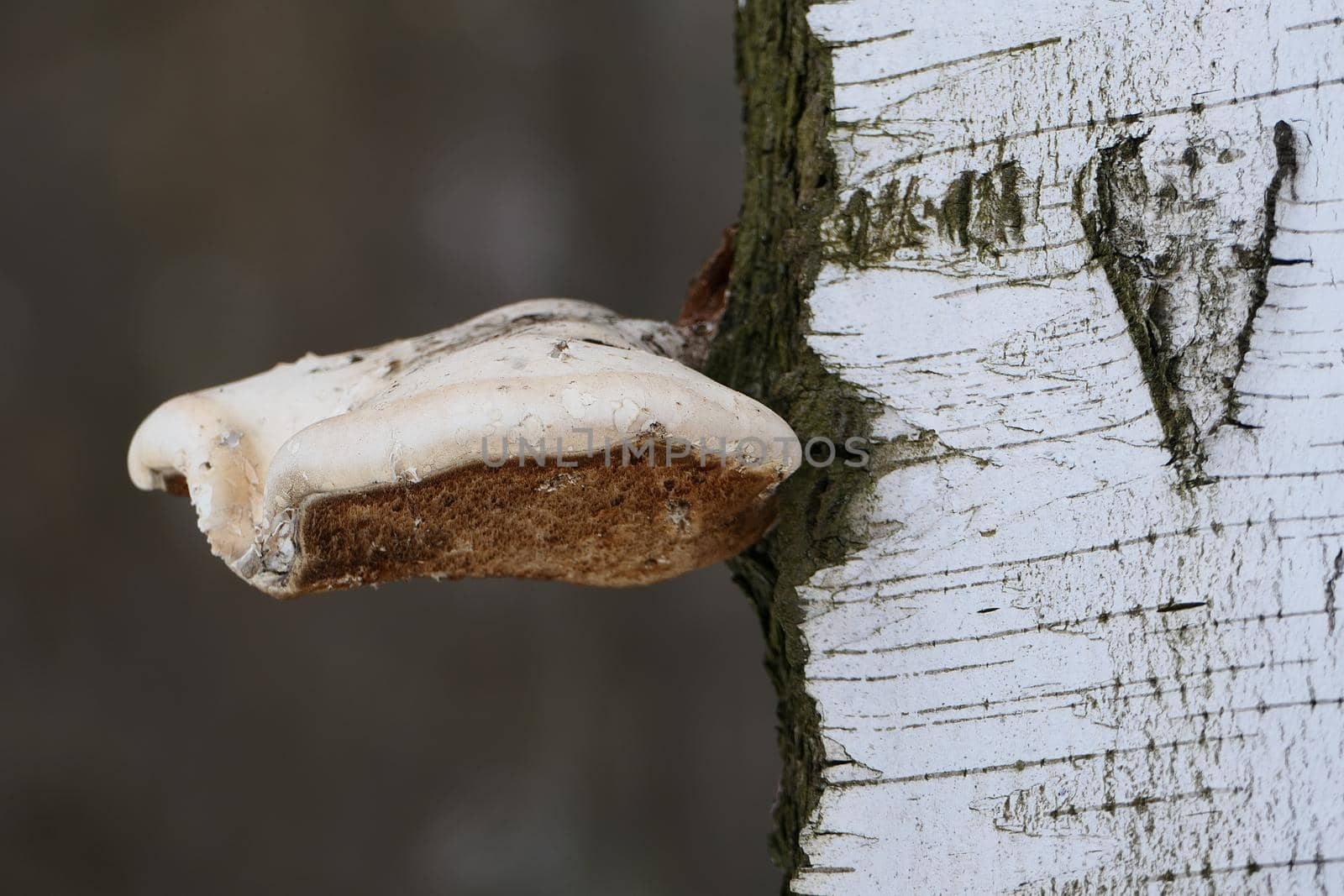 The chaga mushroom is large on the trunk of the tree. The texture of the birch trunk. Close-up. by Olga26