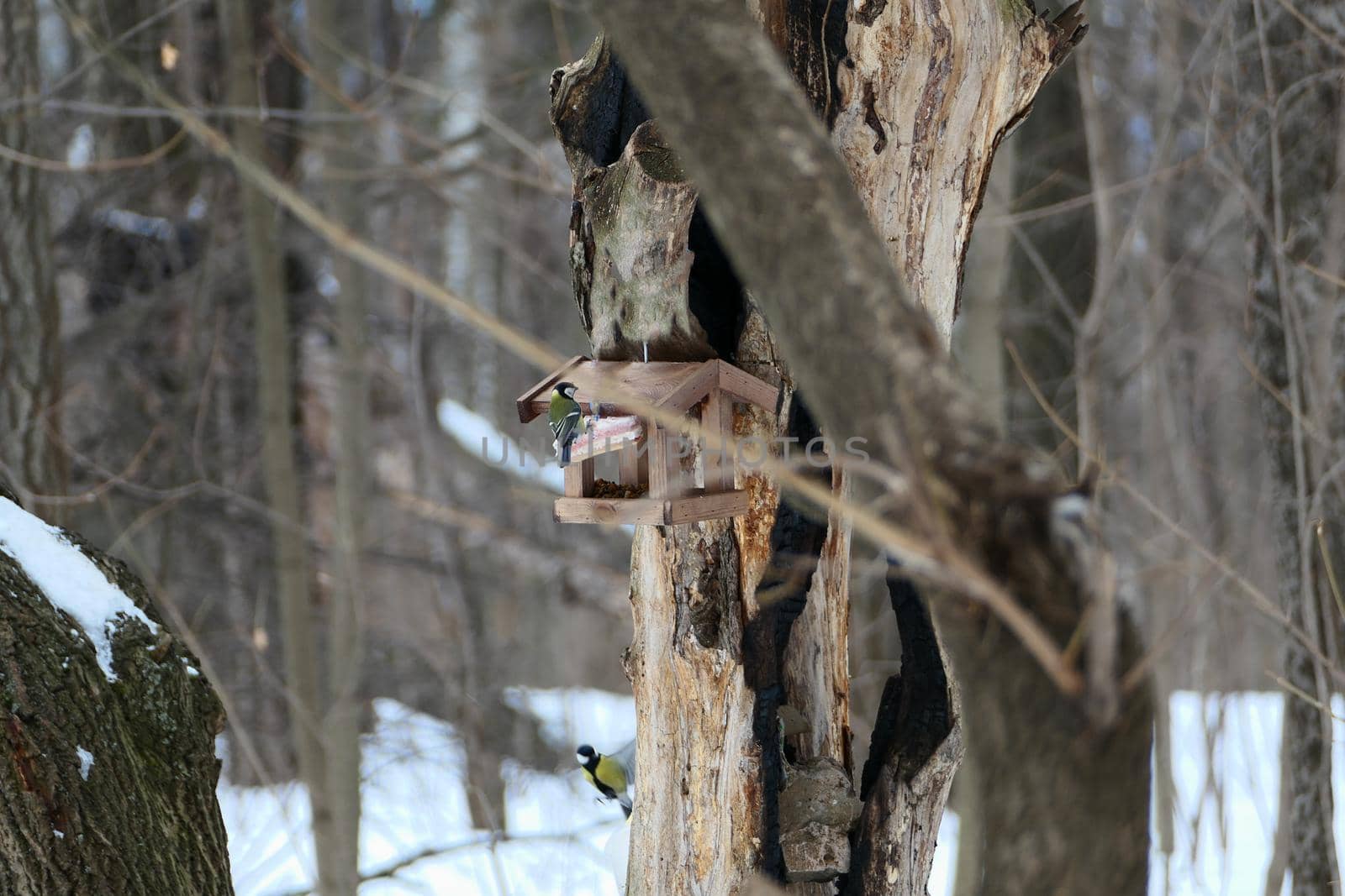 Bird feeder in winter on a tree. Wintering birds in the woods or in the park. High quality photo