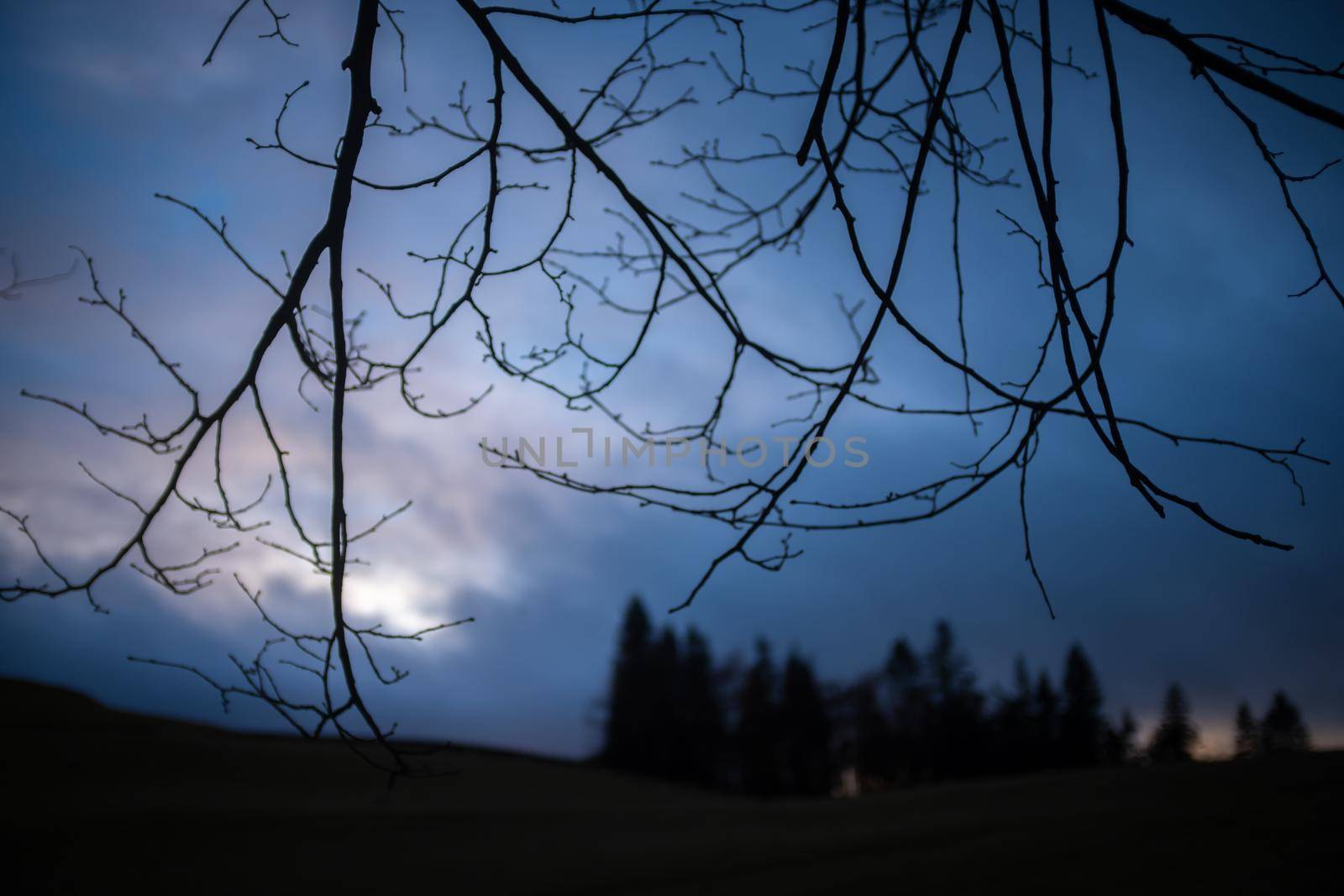 A Distant Forest Bathed In A Blue Twilight With Focus On Tree Branches In The Foreground