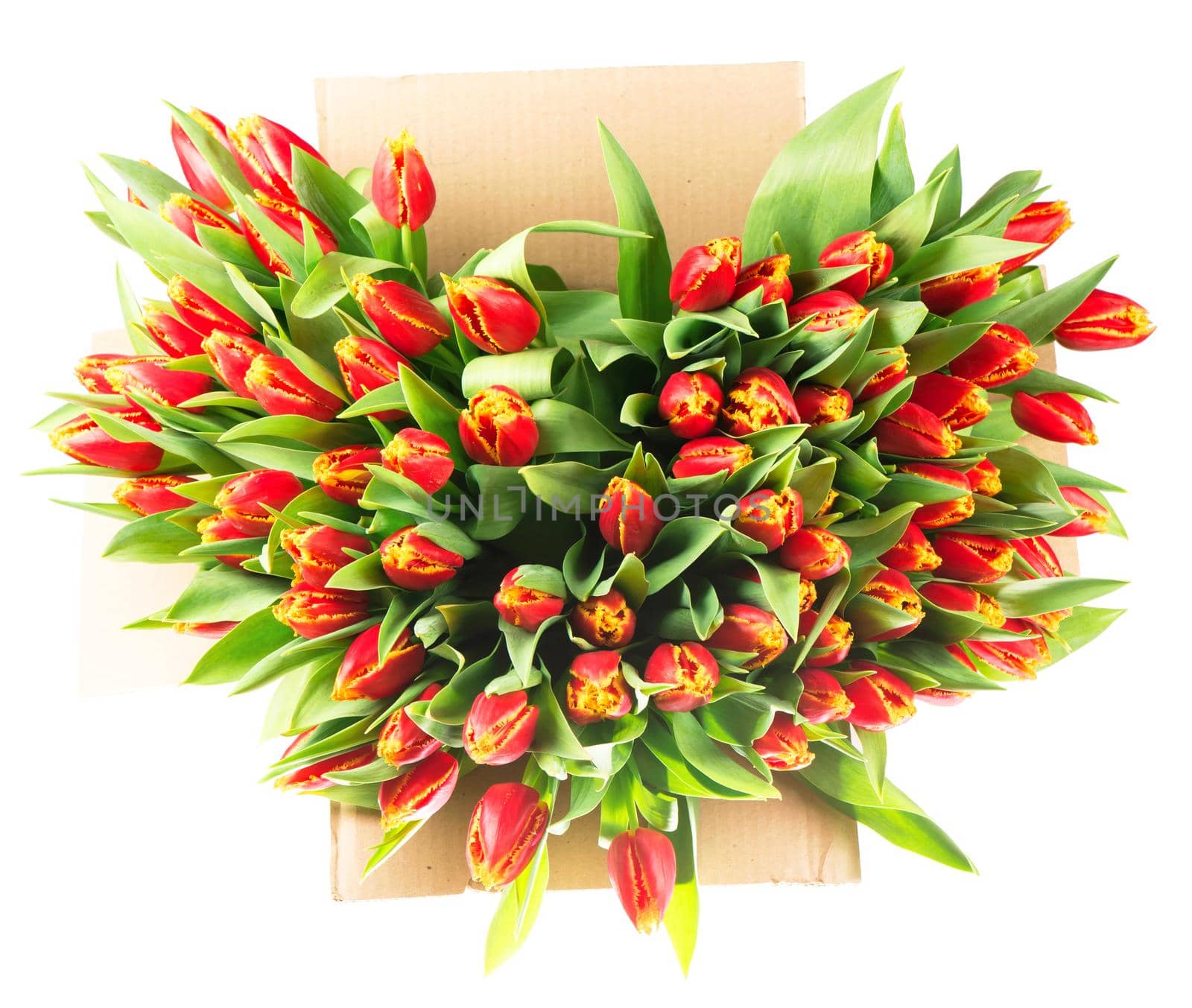 big bouquet of red tulips in a basket on a white background