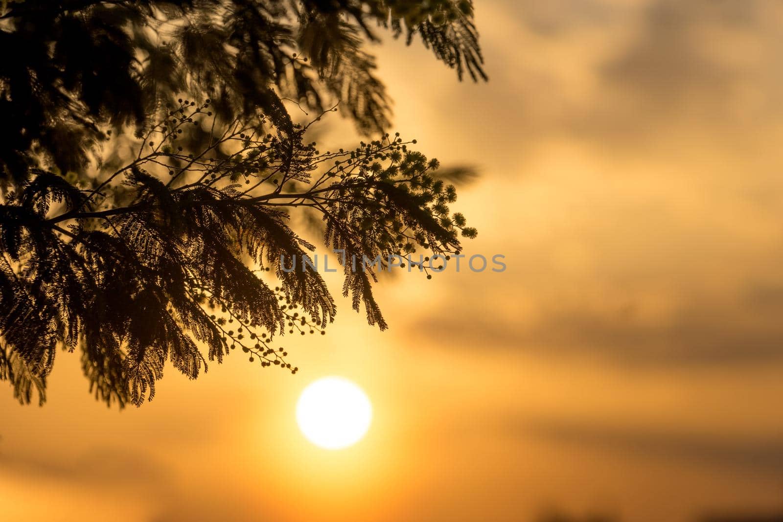 Acacia branches silvery in the contour light on the background of a bright sunset.