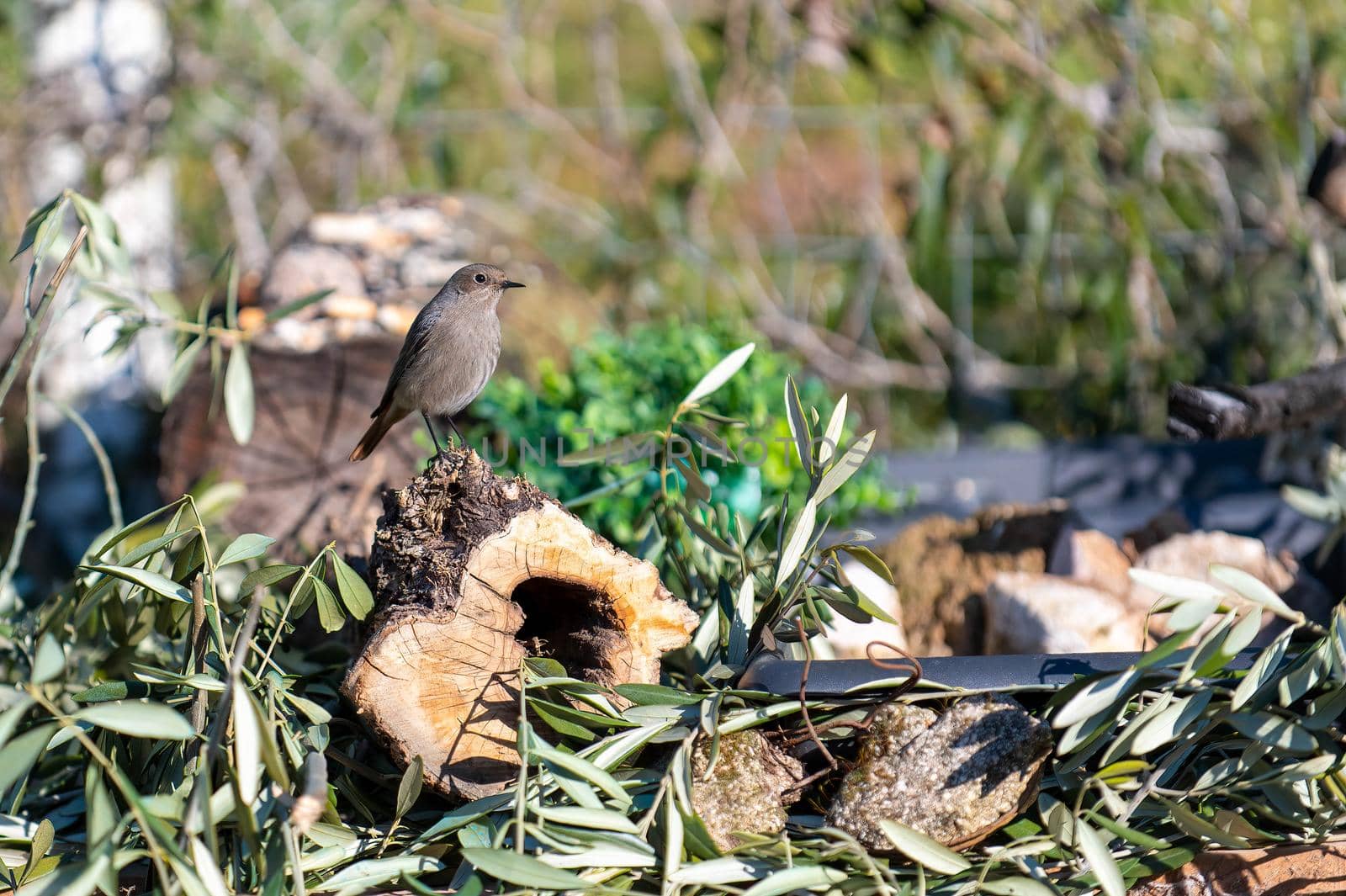 a redstart bird perched on a log by carfedeph