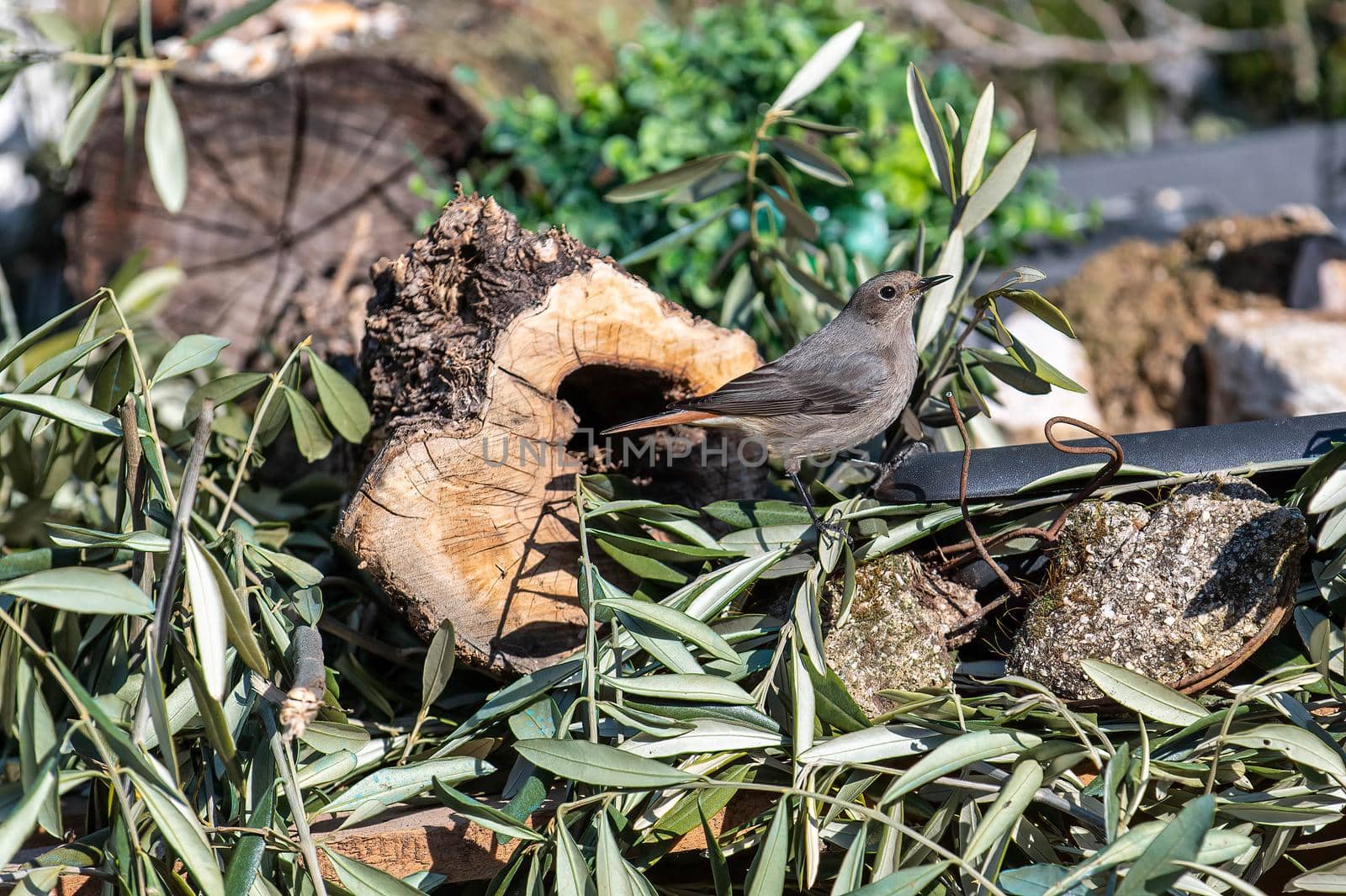 a redstart bird perched on a log by carfedeph
