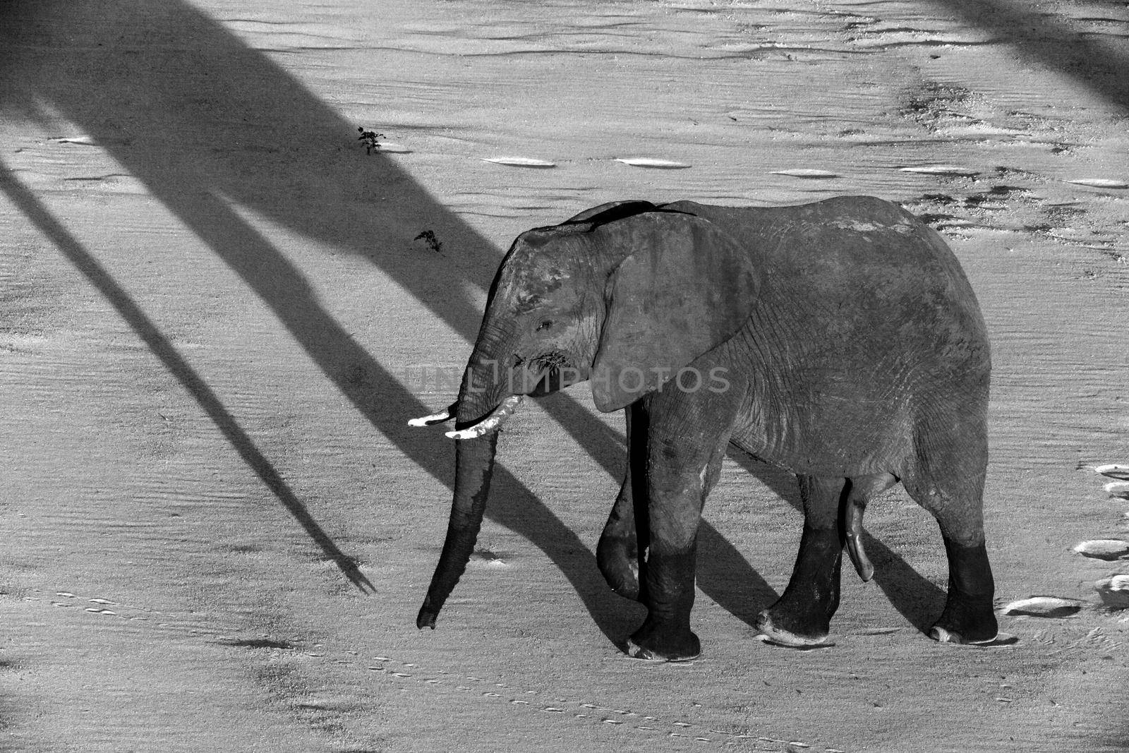 A lone African Elephant (Loxodonta africana) bull crossing the sandy bed of the Letaba River