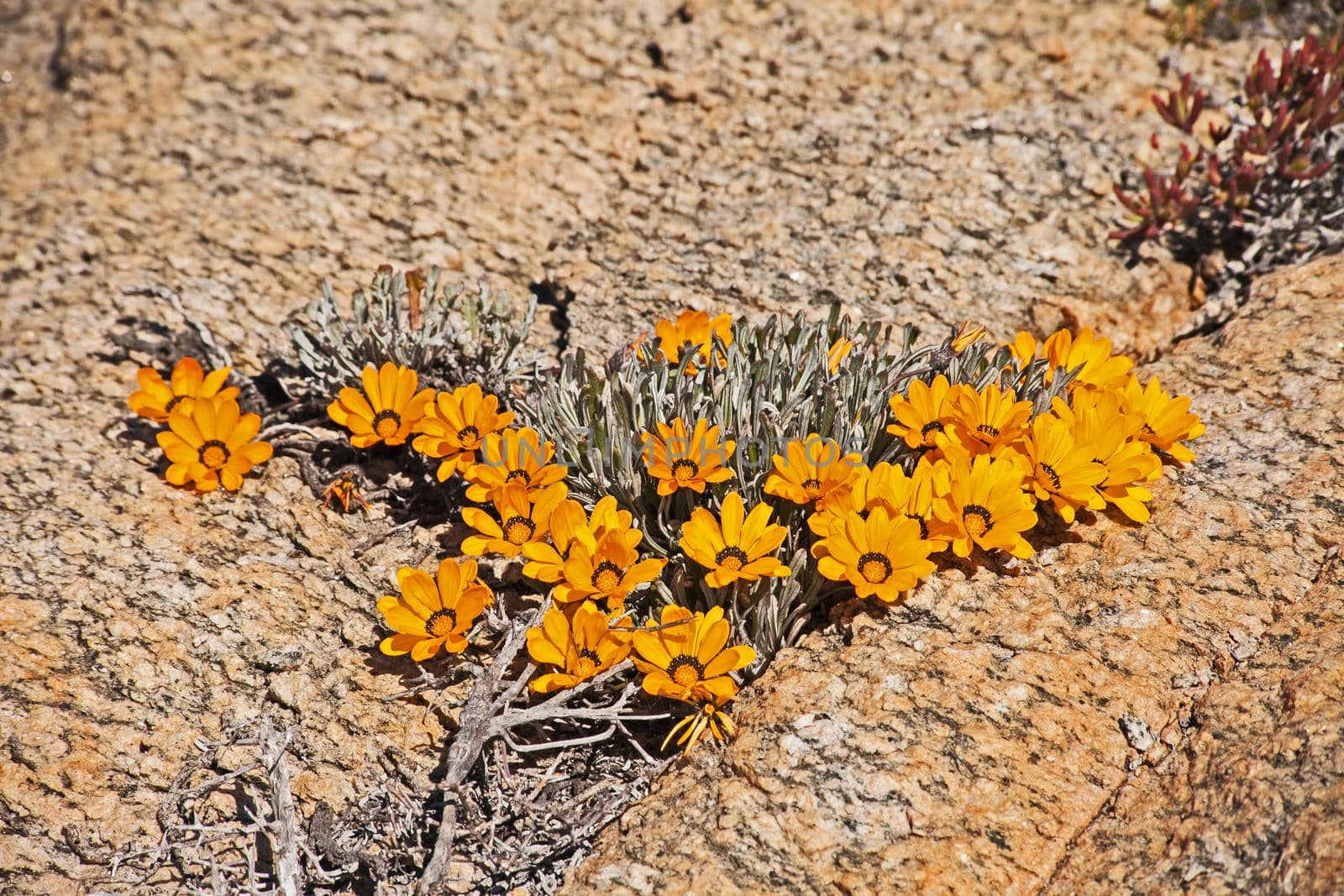 Hondeklipbay Gazania, Gazania splendidissima between tha rocks 11384 by kobus_peche