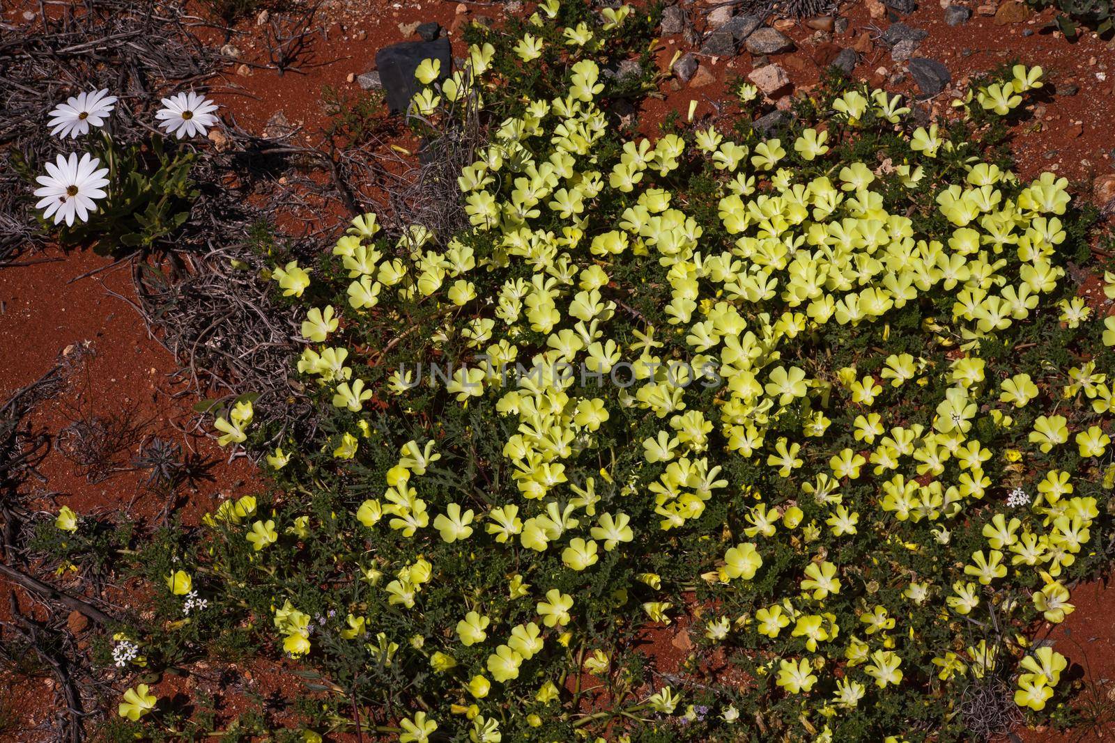 The large fleshy, or slimy, root of the White- eyed Duiker-Root (Grielum humifusum) was an important seasonal source of carbohydrates for the Nama and Khoi tribes