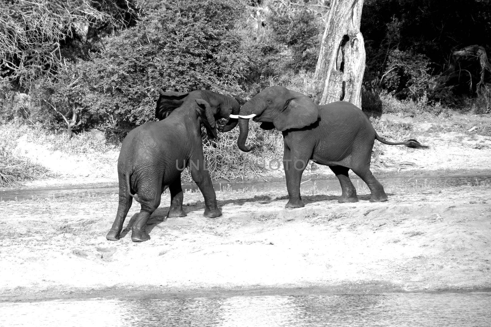 Young African Elephant bulls fighting 13667 BW by kobus_peche