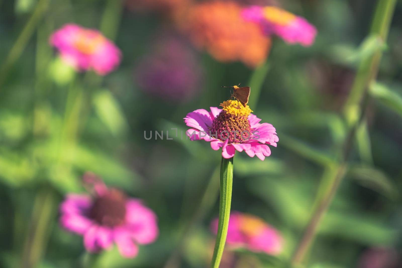 Butterfly on a pink zinnia flower. The natural background.
