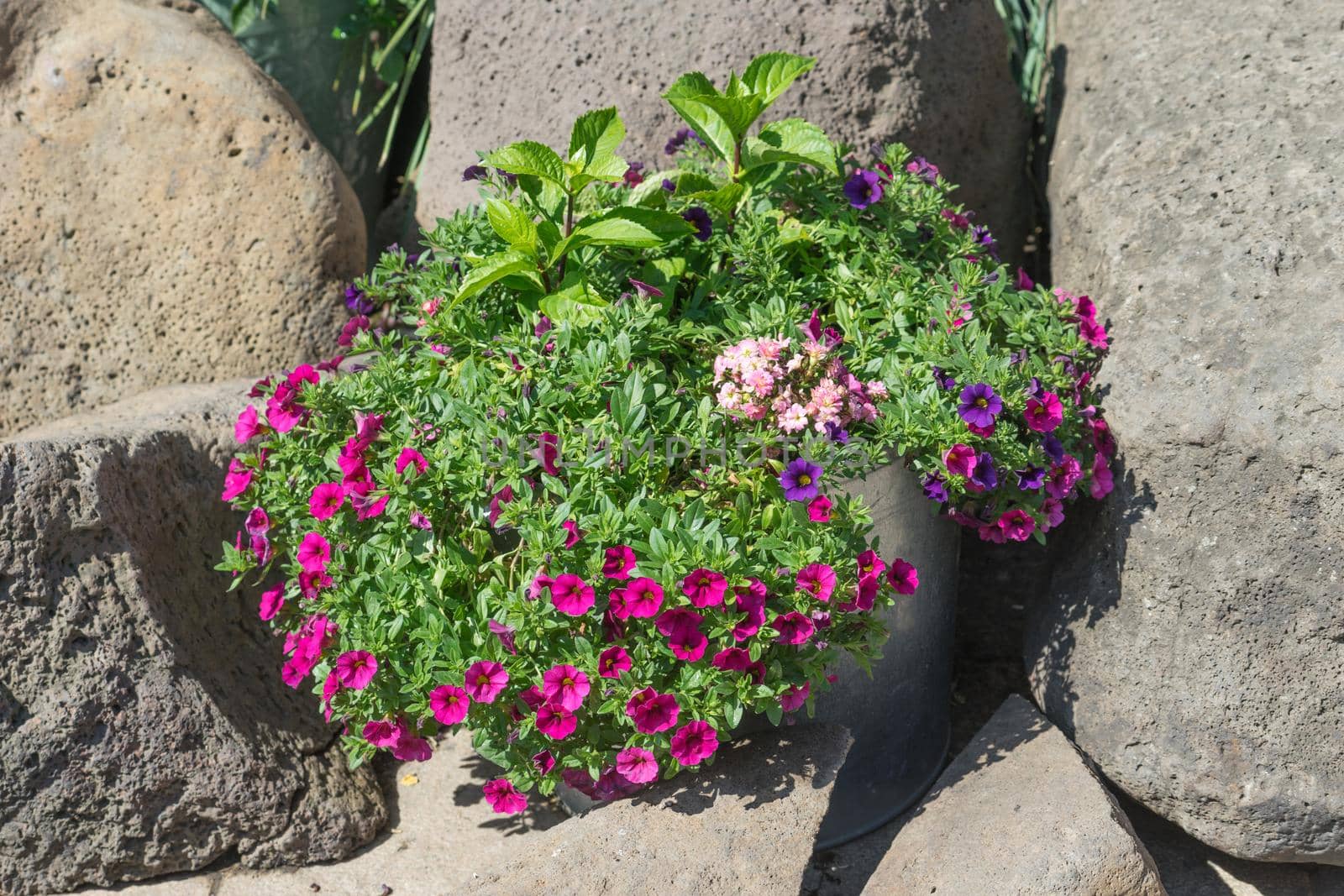 garden flowers in an Alluminum bucket on a background of large stones on a Sunny day