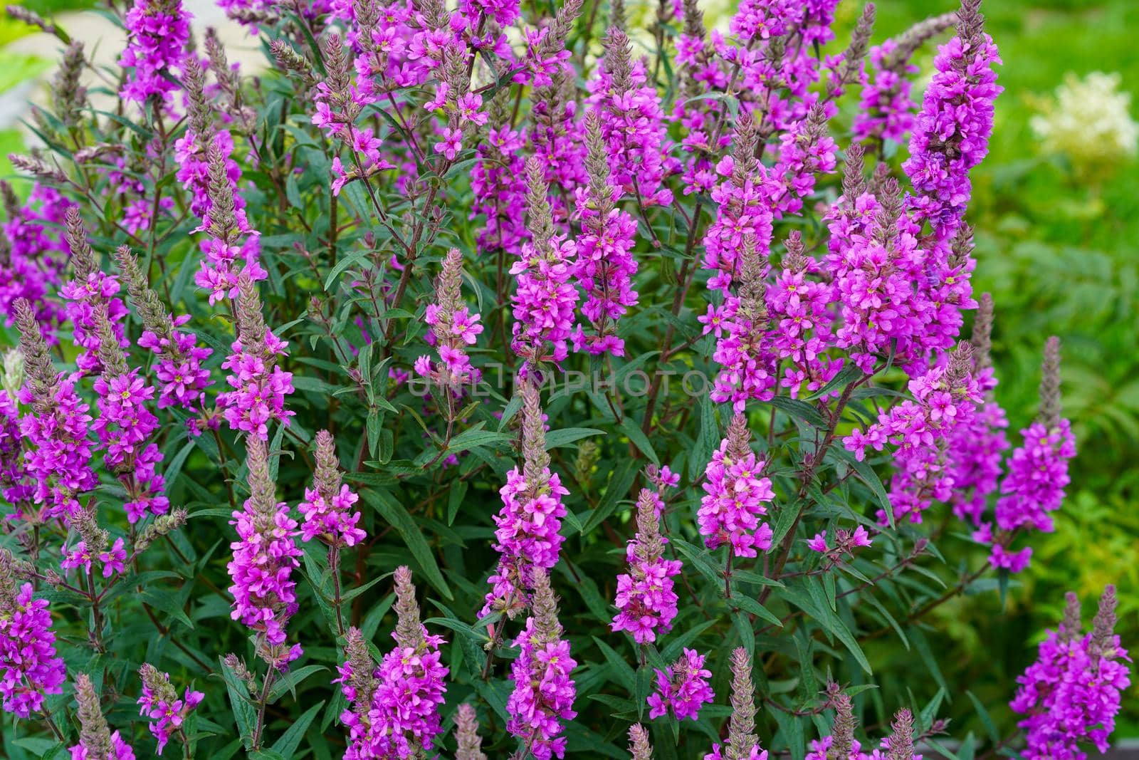 Pink flowers on a flower bed in the garden. Natural background