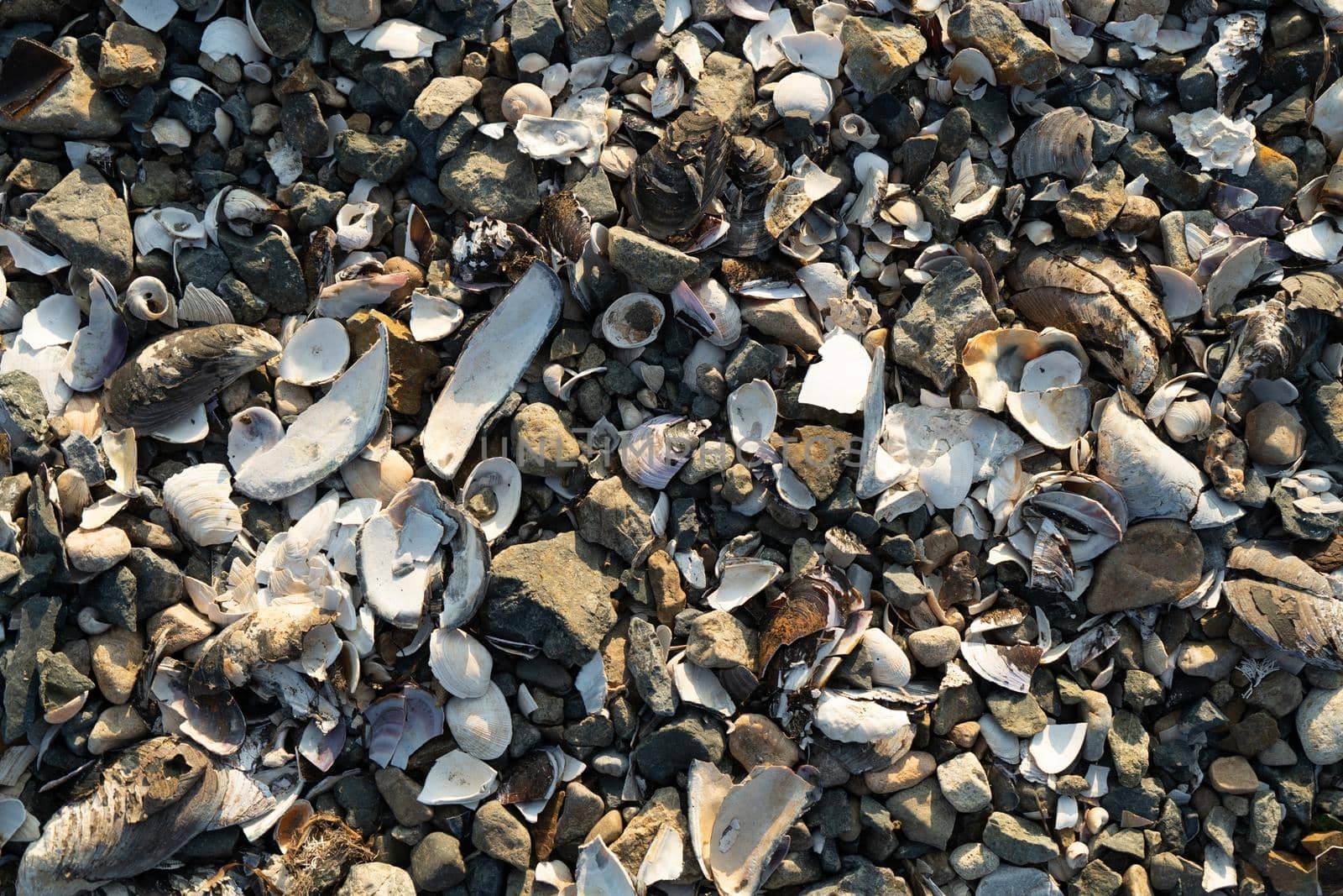 Natural background with lots of seashells on the beach
