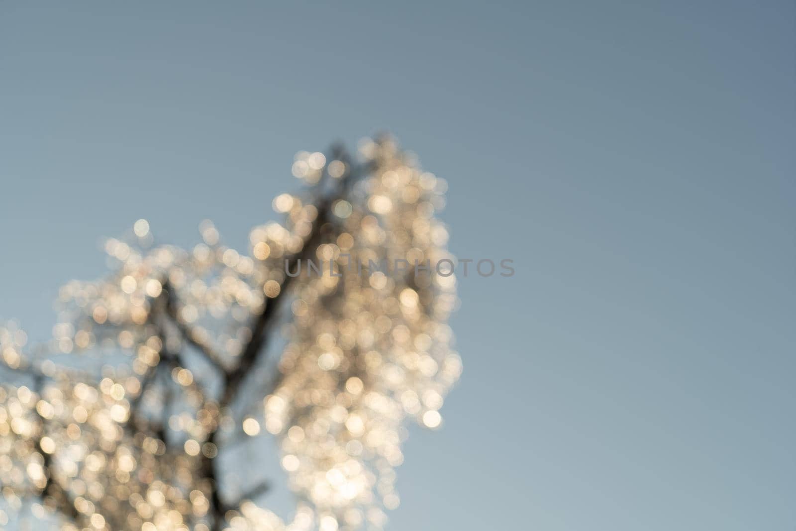 Abstract natural background with blurred wood and light bokeh