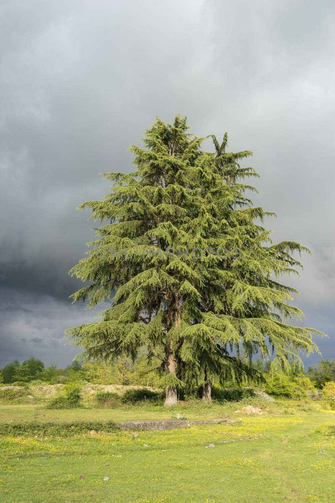 Vertical landscape with green field and beautiful tall fir-tree on dark background .